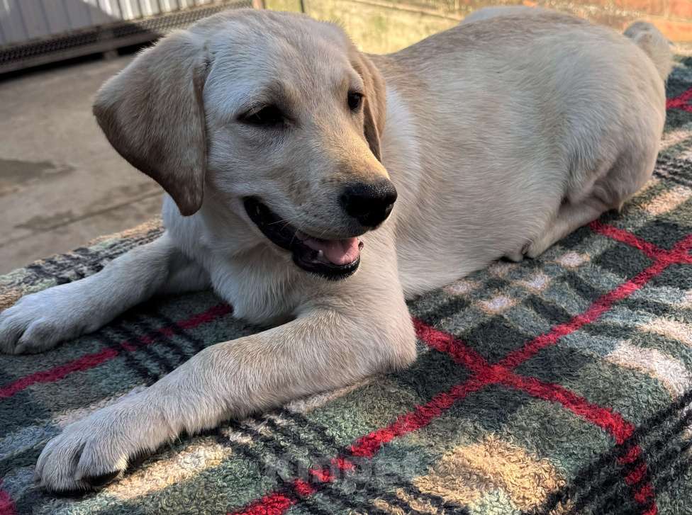 Собаки в Краснодаре: Щенки лабрадора палевые Мальчик, 25 000 руб. - фото 6
