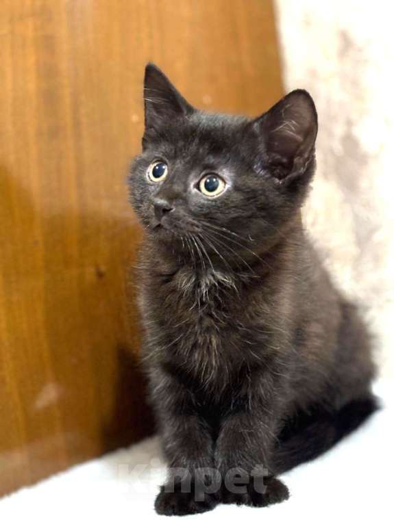 Кошки в Москве: Забавный Проша, котенок 2,5 мес в добрые руки. Мальчик, Бесплатно - фото 6