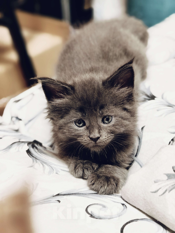 Кошки в Москве: Кошечка-бусинка девочка голубой солид Девочка, 75 000 руб. - фото 5