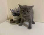 Кошки в Москве: Домашний котенок (девочка), метис породы шотландская прямоухая Девочка, Бесплатно - фото 2