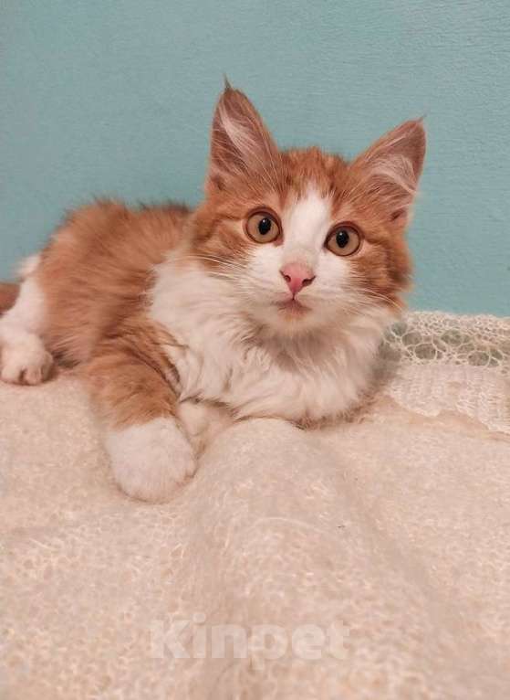 Кошки в Москве: Петя ищет себе уютный дом. Мальчик, Бесплатно - фото 7