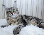 Кошки в Москве: Мейн кун котенок Девочка, Бесплатно - фото 5