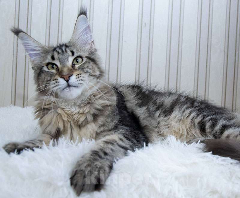 Кошки в Москве: Мейн кун котенок Девочка, Бесплатно - фото 5