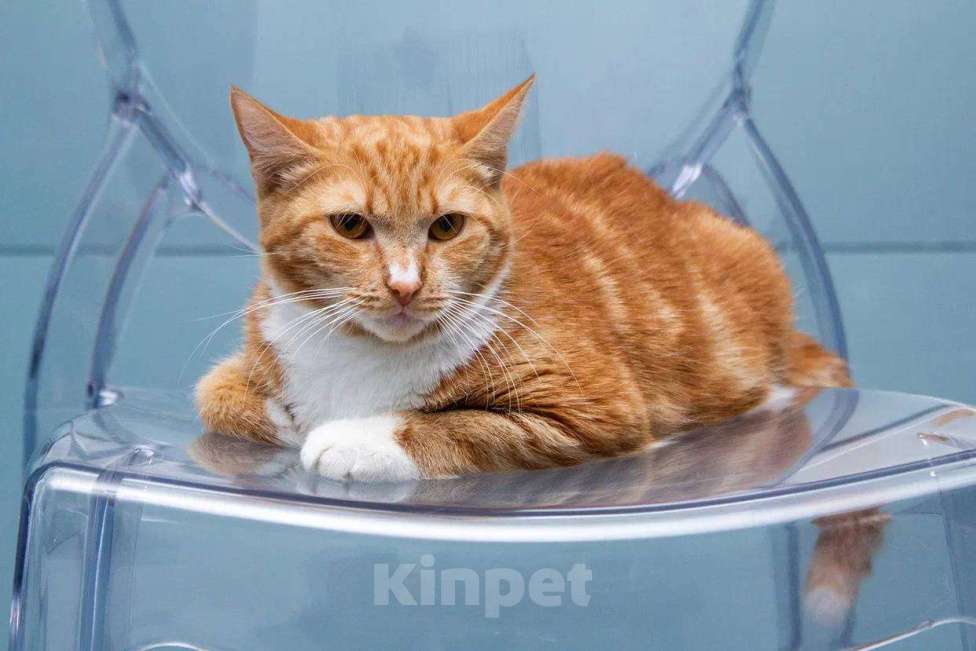 Кошки в Москве: Кошка Дуся в добрые руки Девочка, Бесплатно - фото 1