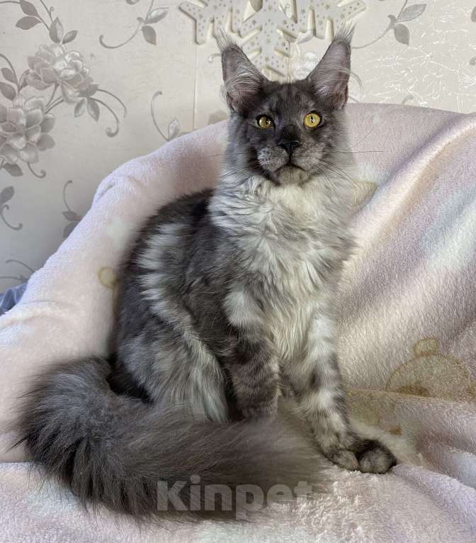 Кошки в Дмитрове: Черный дымчатый мальчик мейн кун Nord Мальчик, 60 000 руб. - фото 7