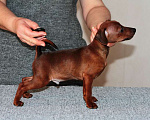 Собаки в Санкт-Петербурге: Цвергпинчер щенок мальчик Мальчик, Бесплатно - фото 3