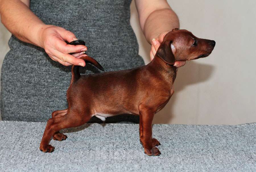 Собаки в Санкт-Петербурге: Цвергпинчер щенок мальчик Мальчик, Бесплатно - фото 3