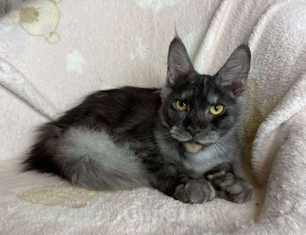 Кошки в Дмитрове: Черная дымчатая девочка мейн кун Marfa Девочка, 10 000 руб. - фото 5