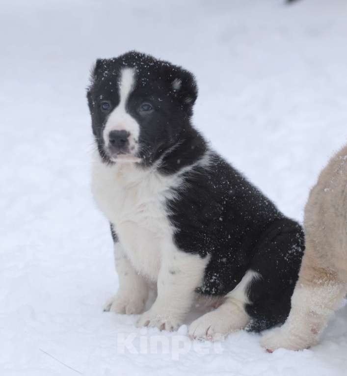 Собаки в Саратове: Чёрная девочка САО Девочка, Бесплатно - фото 2
