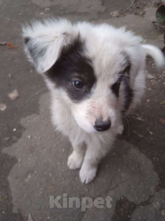 Собаки в Липецке: Очаровательные щенки Мальчик, Бесплатно - фото 1