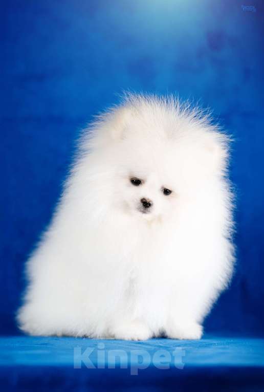 Собаки в Москве: Мальчик бело кремовый Мальчик, 85 000 руб. - фото 1