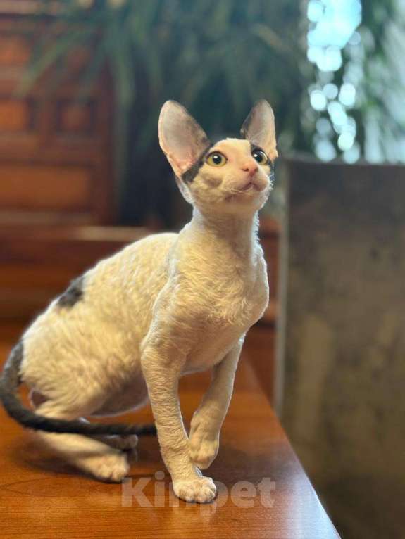 Кошки в Санкт-Петербурге: Корниш -рекс  Мальчик, 50 000 руб. - фото 3