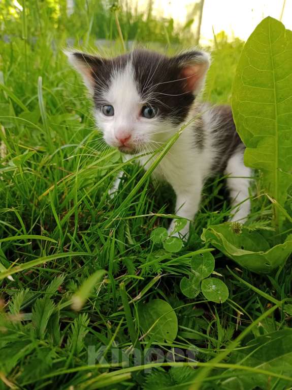 Кошки в Твери: Отдам котят в добрые руки в Твери  Девочка, Бесплатно - фото 2