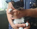 Кошки в Нальчике: Котята в добрые руки Девочка, Бесплатно - фото 2