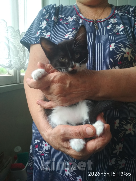 Кошки в Нальчике: Котята в добрые руки Девочка, Бесплатно - фото 2