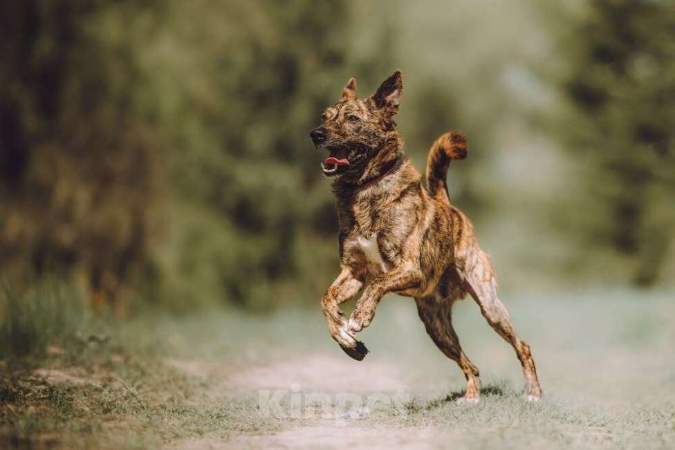 Собаки в Москве: Крошечный Венечка в добрые руки Мальчик, 1 руб. - фото 5