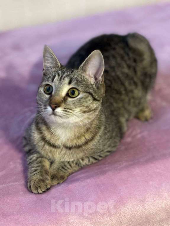 Кошки в Москве: котенлк Виталина ищет дом Девочка, Бесплатно - фото 1