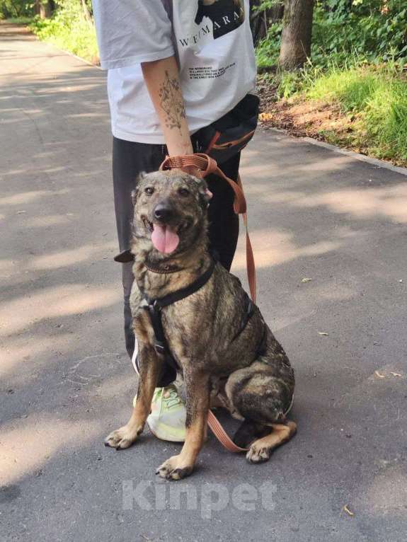 Собаки в Москве: Люди не верят, что эта собака их любит Девочка, Бесплатно - фото 4