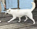 Собаки в Москве: Белый медведь Мишка, изумительный домашний пес в добрые руки Мальчик, 10 руб. - фото 5