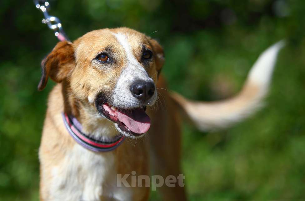 Собаки в Москве: Самая добрая собака тоскует в приюте Девочка, Бесплатно - фото 2