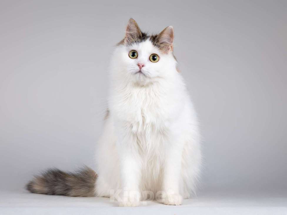 Кошки в Москве: Молодая сибирская трехцветная кошечка Зая в дар Девочка, 1 руб. - фото 6