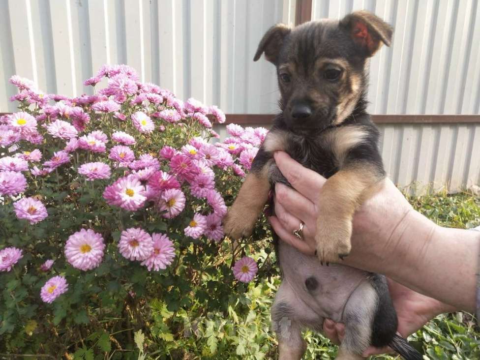 Собаки в Санкт-Петербурге: Две маленькие кнопки ищут дом Мальчик, Бесплатно - фото 3