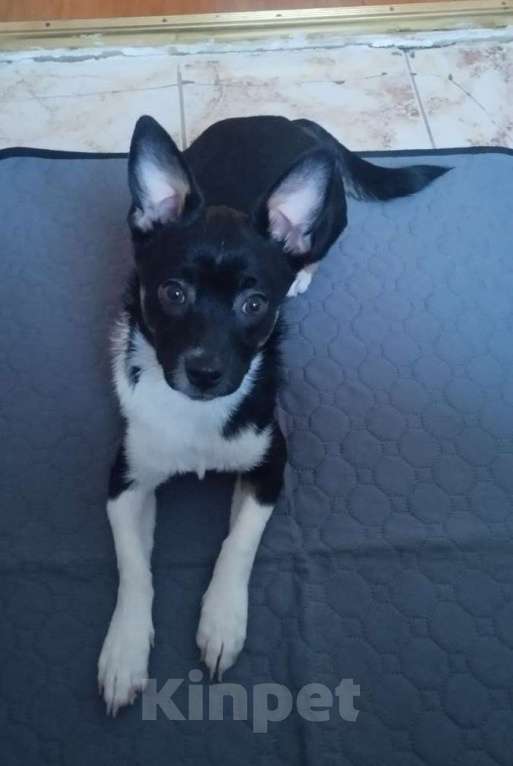 Собаки в Москве: Малыш Куки Мальчик, Бесплатно - фото 2