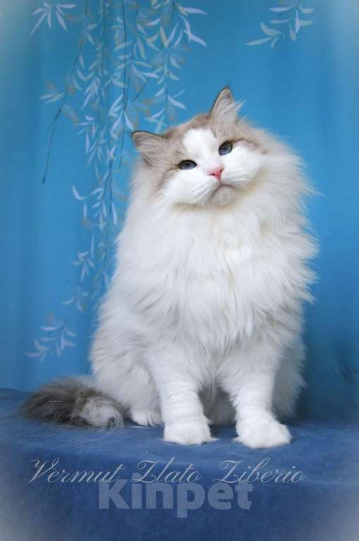 Кошки в Москве: Молодой мужчина Вермут. Мальчик, 10 000 руб. - фото 4