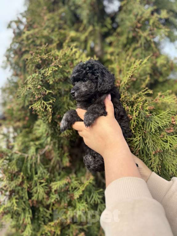 Собаки в Санкт-Петербурге: Той пудель мальчик Мальчик, 70 000 руб. - фото 1