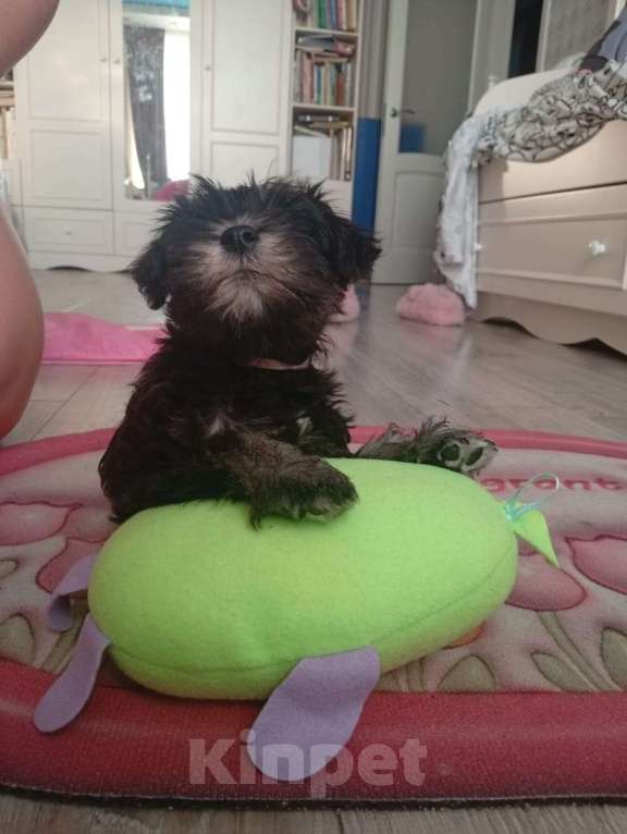 Собаки в Москве: Продам щенка Цвергшнауцера Девочка, 40 000 руб. - фото 5