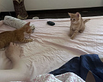 Кошки в Химках: Перси Мальчик, Бесплатно - фото 3