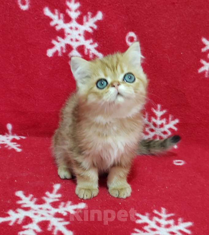 Кошки в Москве: Золотой мраморный котик Мальчик, 3 000 руб. - фото 3