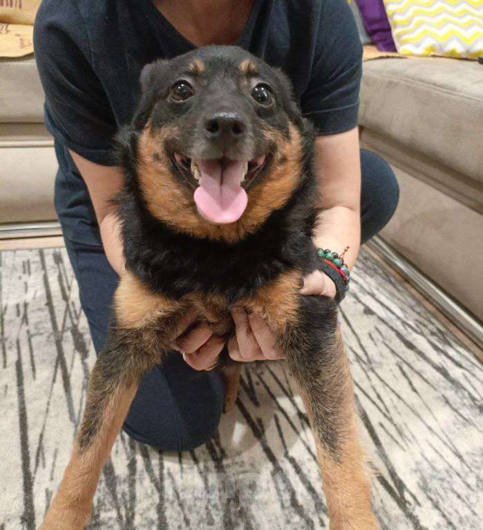 Собаки в Волгограде: Нашли на Горной поляне Девочка, Бесплатно - фото 2