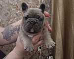 Собаки в Москве: Французский бульдог Мальчик, Бесплатно - фото 6