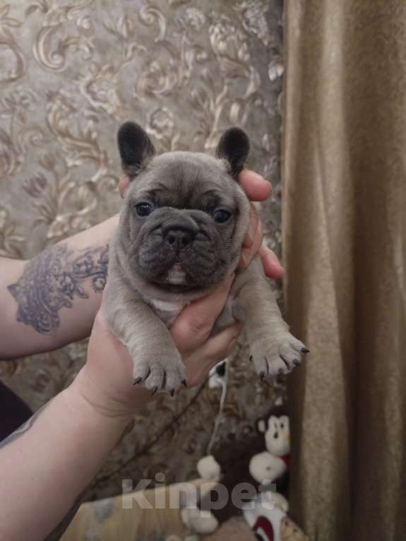 Собаки в Москве: Французский бульдог Мальчик, Бесплатно - фото 6