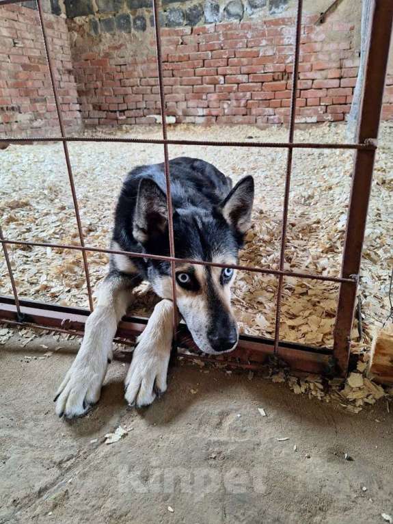 Собаки в Москве: Голубоглазый ласковый пёс Харлей в дар Мальчик, 1 руб. - фото 5