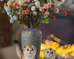 Кошки в Москве: Шотландские котята  Мальчик, Бесплатно - фото 2