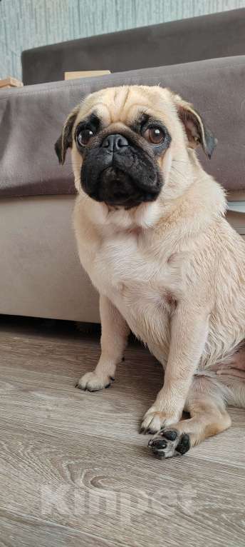 Собаки в Красноярске: Мопс девочка продажа  Девочка, 35 000 руб. - фото 3