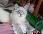 Кошки в Севастополе: Невский маскарадный котенок Мальчик, 15 000 руб. - фото 4