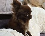 Собаки в Прохладном: &quot;Шоколадный заяц&quot; ВЯЗКА, 5 000 руб. - фото 2