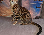 Кошки в Лебедяни: Бенгальский кот на вязку., 1 руб. - фото 2