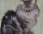 Кошки в Кингисеппе: Голубая мраморная кошечка, 2 000 руб. - фото 2