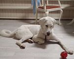 Собаки в Раменском: Норд, ~2 года, ищет семью! Мальчик, Бесплатно - фото 6