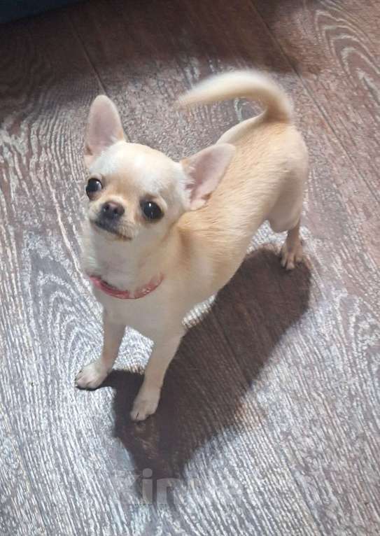 Собаки в других городах Крыма: микро кукла чихуахуа  Девочка, Бесплатно - фото 2