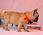Собаки в Ногинске: французский бульдог элитные щенки Девочка, 50 000 руб. - фото 3