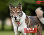 Собаки в других городах Московской области: 🐾 Дона: добрая девочка в поисках нового сердца Девочка, Бесплатно - фото 1