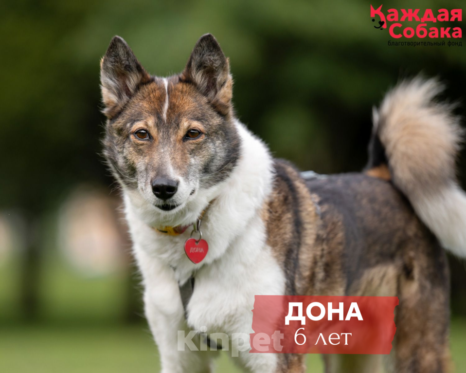 Собаки в других городах Московской области: 🐾 Дона: добрая девочка в поисках нового сердца Девочка, Бесплатно - фото 1
