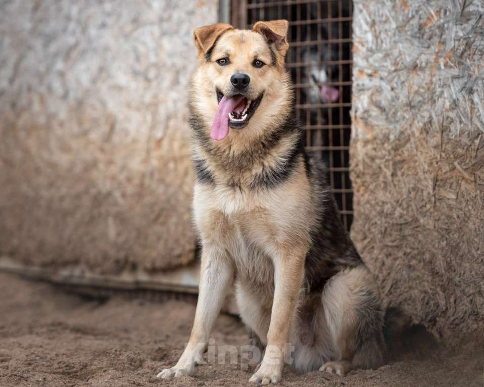 Собаки в Москве: Персик - самый сладкий мальчик в приюте Мальчик, Бесплатно - фото 4