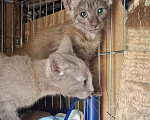 Кошки в Москве: Котёнок с "человеческим лицом" в добрые руки  Мальчик, Бесплатно - фото 4