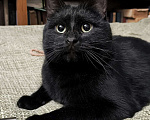 Кошки в Москве: Черный кот Ферми Мальчик, Бесплатно - фото 7